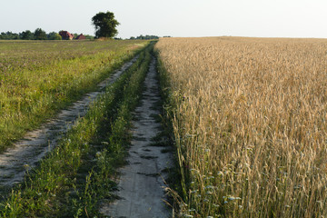 Fototapeta na wymiar sandy road in the field, summer, house, agrotourism, museum complex Dududki, Minsk region, Belarus, July, 