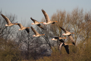 Greylag Goose (Anser anser) in flight