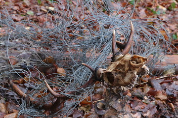 Ein Hirsch der sich in einem Zaun verfangen hat und verendet ist