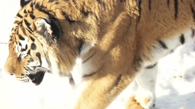 beautiful Siberian tiger walking on snow