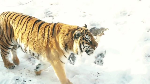 Tiger goes on snow, slow motion