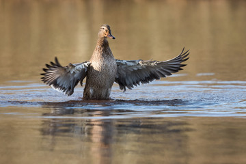 Mallard, Duck, Anas platyrhynchos