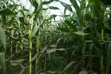 Fototapeta premium Big corn plants