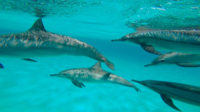 У дельфинов брачный период. Увлекательные подводные погружения в Красном море близ Египта.