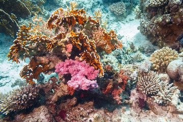 Beautiful coral at the bottom of the red sea.