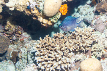Naklejka na ściany i meble Fish on the coral bottom of the red sea.