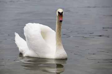 Mute swan posing