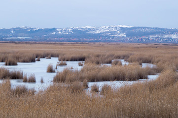 Landscape picture of a frozen lake with reeds