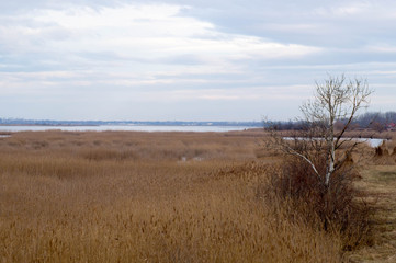 Landscape picture of reeds and a tree