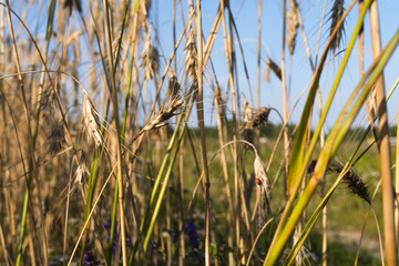 ripe ears of wheat in field, summer, July, agricultural enterprise, Minsk region, Belarus,