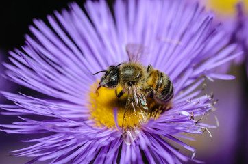 Bee collects nectar