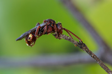 Wild bee asleep, clutching his mouth for twig