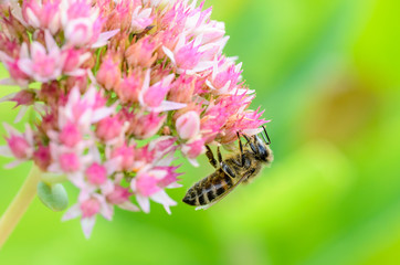 Bee collects nectar from a pink flower