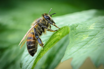 Bee sitting on green leaf