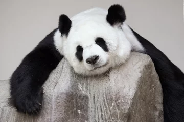 Crédence de cuisine en verre imprimé Panda Panda géant solitaire s& 39 allonger sur le rocher - flou artistique
