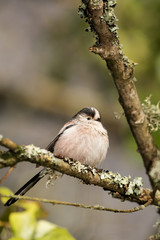 Long-tailed Tit, Tit, Aegithalos caudatus