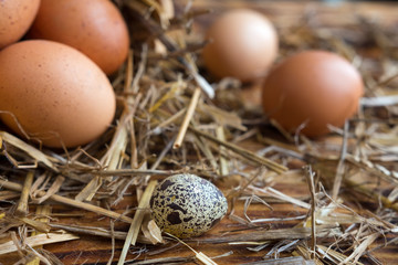 Brown eggs in the straw close-up in a rustic style