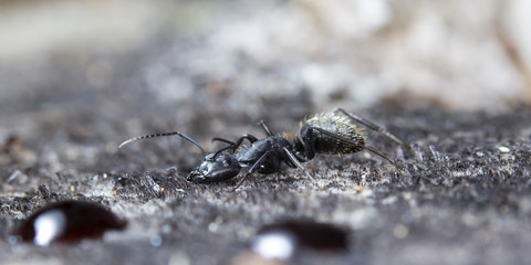big forest ant eats strawberry jam