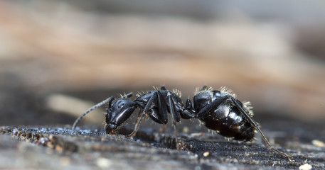 big forest ant eats strawberry jam