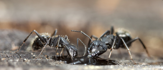 big forest ant eats strawberry jam