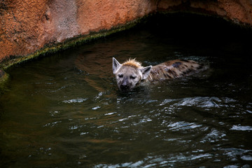 Hyena swims in water
