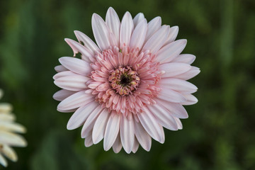 pink gerbera in garden with green background