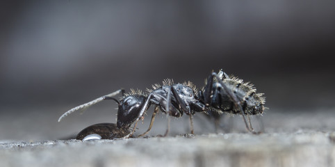 big forest ants on old wood
