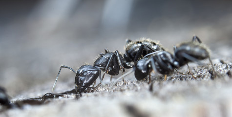 big forest ants on old wood
