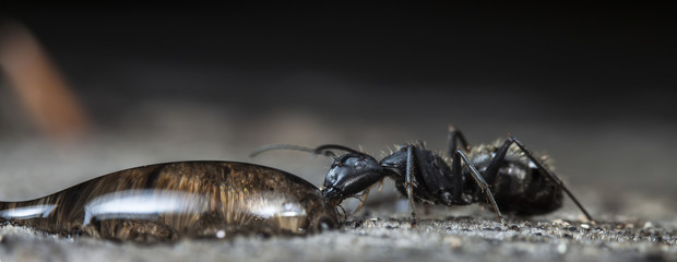 big forest ants on old wood
