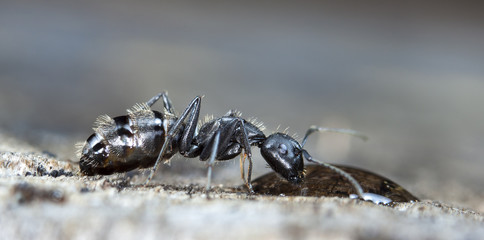 big forest ants on old wood
