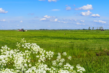 Belarus tractor mowing the grass in the field, catching frogs, storks, summer, June, agricultural enterprise, Minsk region, Belarus,
