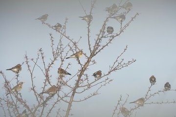 Wacholderdrosseln im Zierapfelbaum