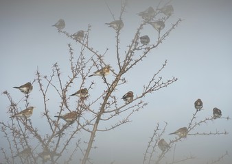 Wacholderdrosseln im Zierapfelbaum
