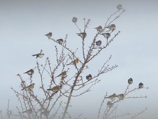 Wacholderdrosseln im Zierapfelbaum