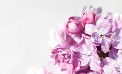 Photo sur Plexiglas Lilas branche de lilas sur fond gris