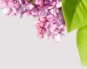 branch of lilac on a gray background