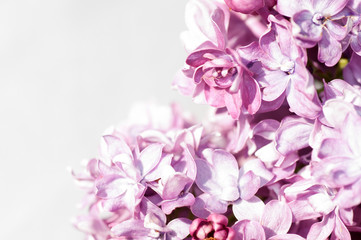 branch of lilac on a gray background