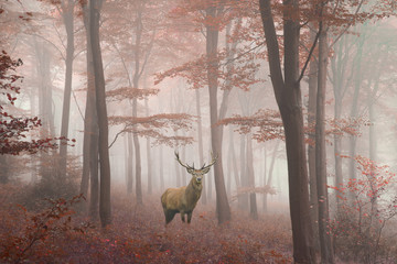 Fototapety  Piękny obraz jelenia jelenia w mglistym jesiennym kolorowym lesie