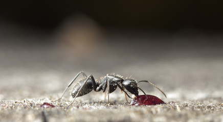 big forest ants on old wood