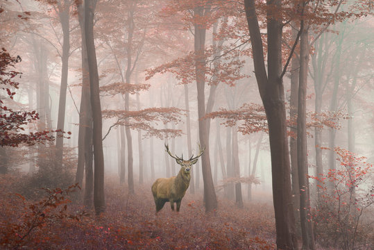 Fototapeta Beautiful image of red deer stag in foggy Autumn colorful forest