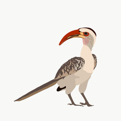 Yellow billed hornbill (took) - illustration - isolated on white background