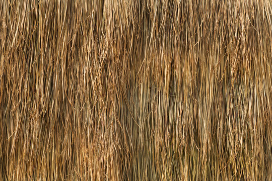 bale of hay background as an agriculture farm dried grass straw
