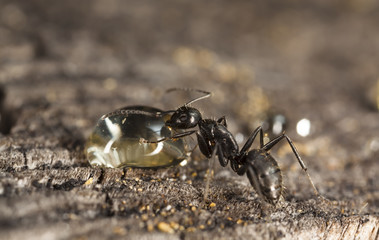 big forest ants on old wood