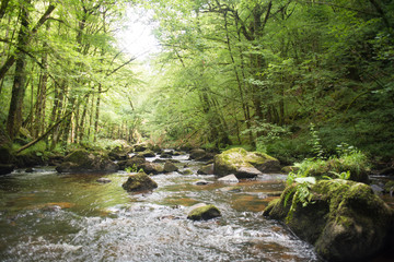 Obraz premium Ruisseau, rivière