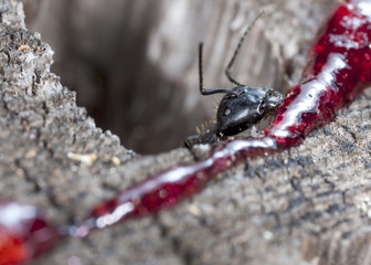 big forest ants on old wood