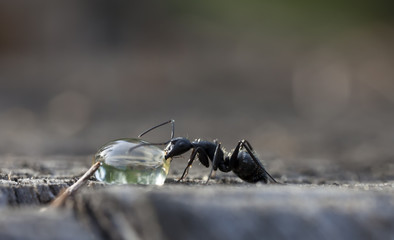 big forest ants on old wood