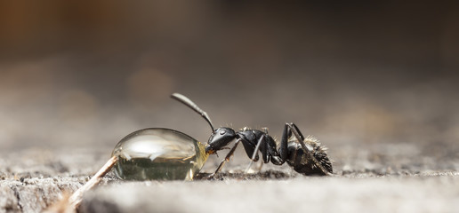 big forest ants on old wood