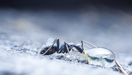 big forest ants on old wood