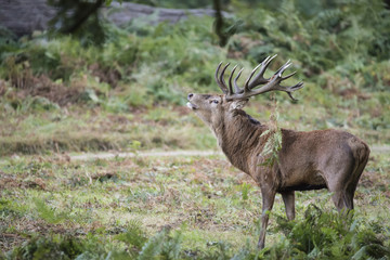 Majestic powerful red deer stag Cervus Elaphus in forest landsca