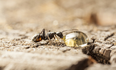 big forest ants on old wood